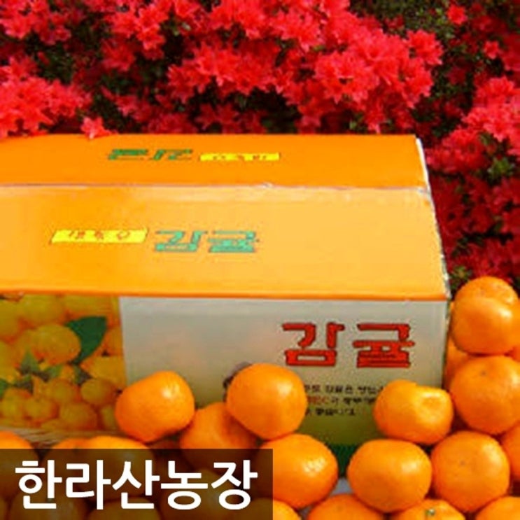 선택고민 해결 한라산농장 귤 5KG 옥션판매량1위 입점기념- 불만족시 무료반품 -, 하우스 귤 5KG 중대과(L~2L) -최고당도 좋아요 선택고민 해결 한라산농장 귤 5KG 옥션판매량1위 입점기념- 불만족시 무료반품 -, 하우스 귤 5KG 중대과(L~2L) -최고당도 좋아요