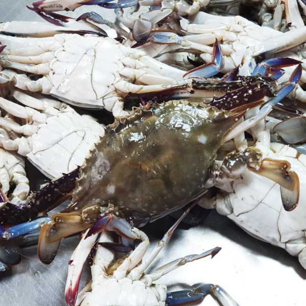 인지도 있는 날아라꽃게 봄꽃게 연평도 숫꽃게_급냉, 1박스, 봄숫꽃게中 5kg(18~24미) 추천해요 인지도 있는 날아라꽃게 봄꽃게 연평도 숫꽃게_급냉, 1박스, 봄숫꽃게中 5kg(18~24미) 추천해요