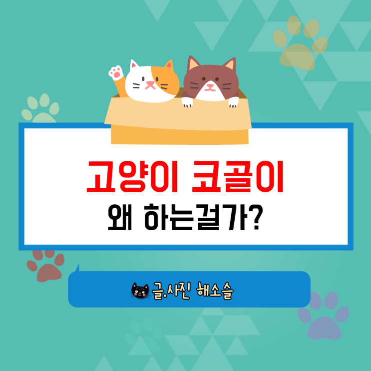  고양이 코골이, 꿀잠 중일 수도 있지만 질병을 의심할 수도 있어요.
