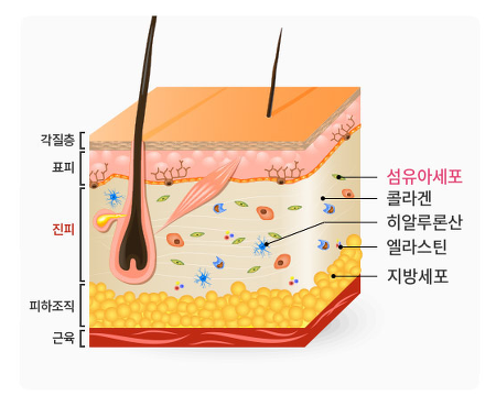  제플 시그니처/ 후기 최대/호르몬 크림/ 호르몬 마스크 /40라인 구경하러 오세요