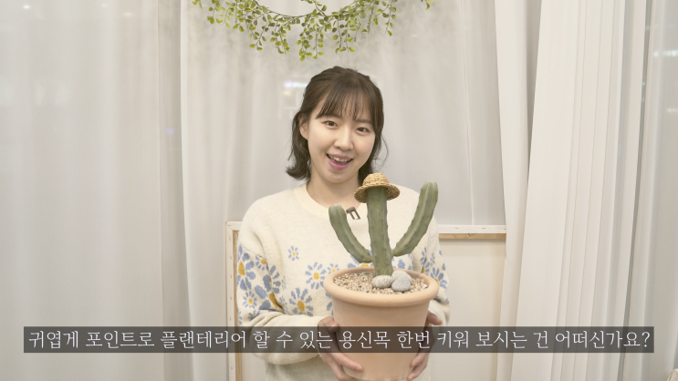  플랜테리어에 좋은 '용신목' 키우기 / 물주기 / 분갈이