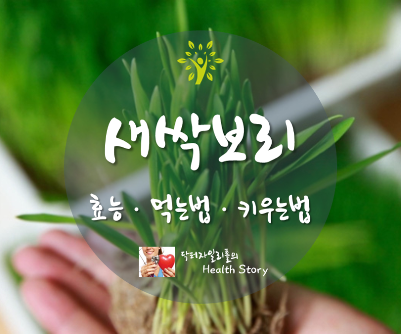 새싹보리효능 먹는법 복용법 키우는법을 알고 건강하게