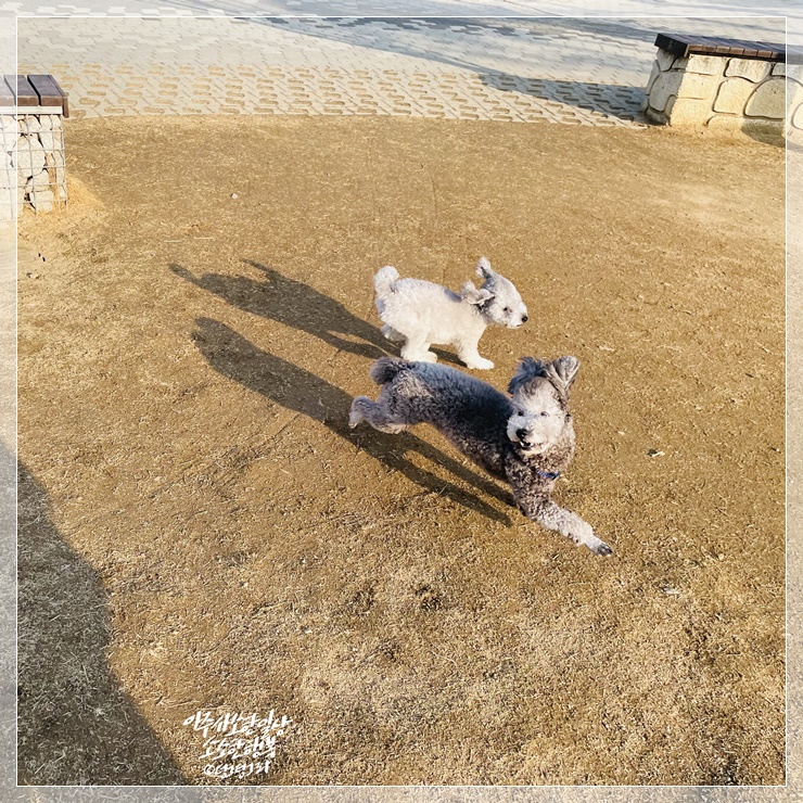  물 만난 물고기마냥 뛰는 강아지 그리고 한끼 식사