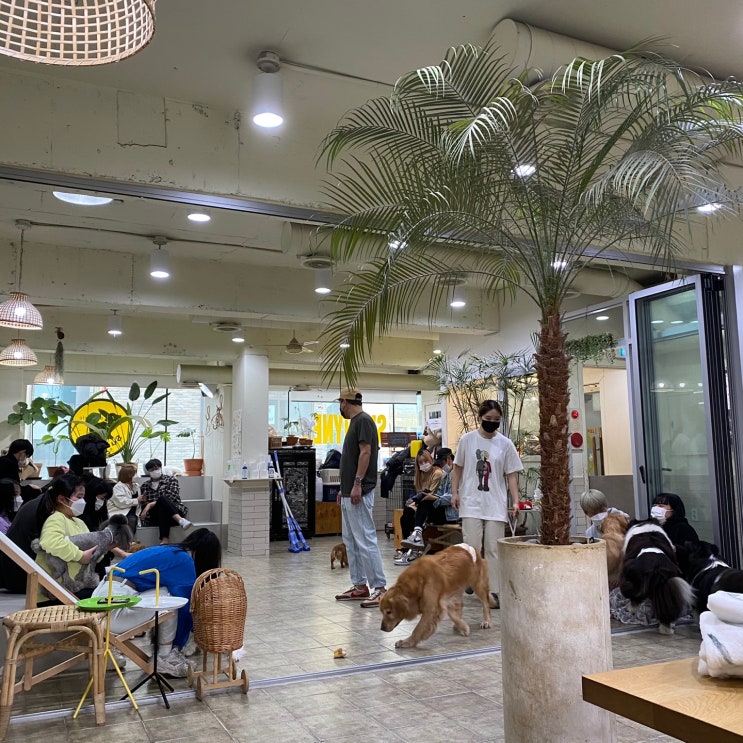  [일상] 홍대 애견카페 - 써니네 애견카페 (귀여운 댕댕이들 천국)