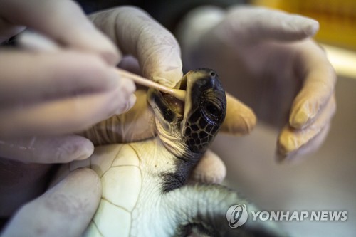 마요네즈의 기적ㆍ시커먼 기름 흡입한(*거북이 ) 씻은듯이 나아