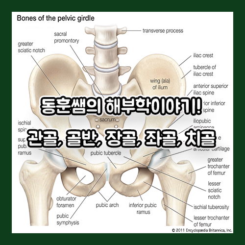 [해부학이야기] 골반/Pelvis, 관골/볼기뼈/Hip bone, 장골/엉덩뼈/Ilium, 좌골/궁둥뼈/Ischium, 치골 ...