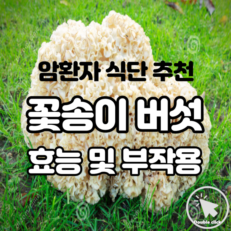  암환자 식단에 꽃송이버섯 추천 효능 및 부작용에 대해 알아볼까요?