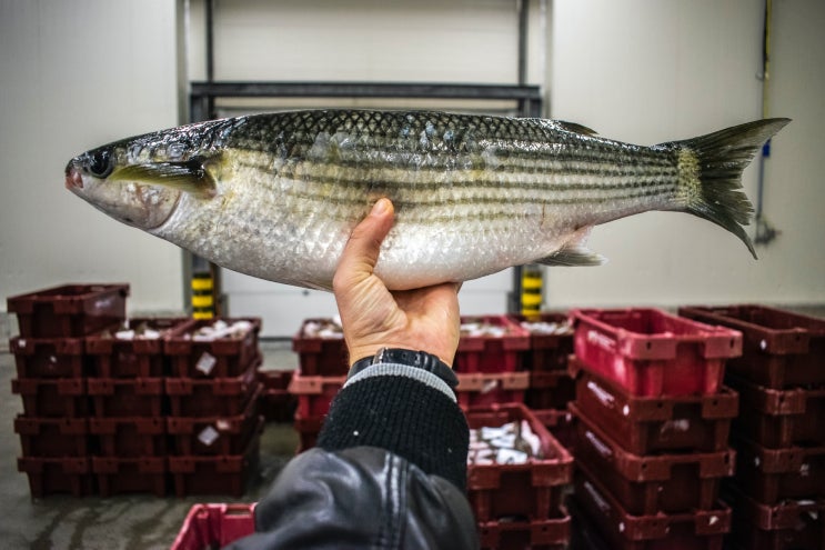 수산물품질관리사 Fishery Products Quality Manager 수산물품질관리사 Fishery Products Quality Manager