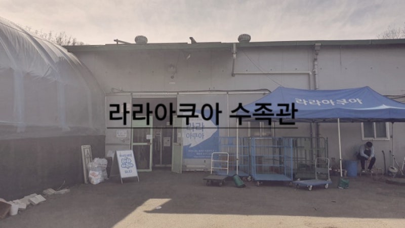 라라아쿠아 - 구관이 명관 : 네이버 블로그