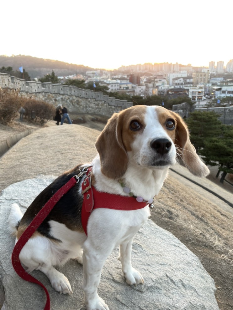 [정보]강아지가 이상한행동을 할때