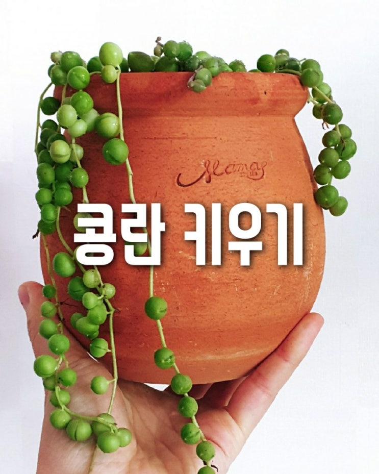  새식물 콩란 키우기
