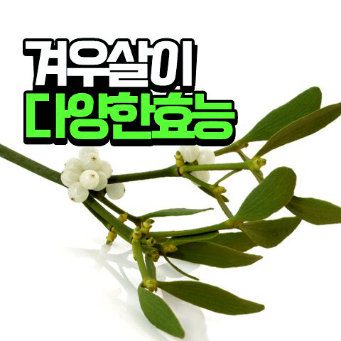  겨우살이 효능 5가지, 먹는법 부작용 요약정리