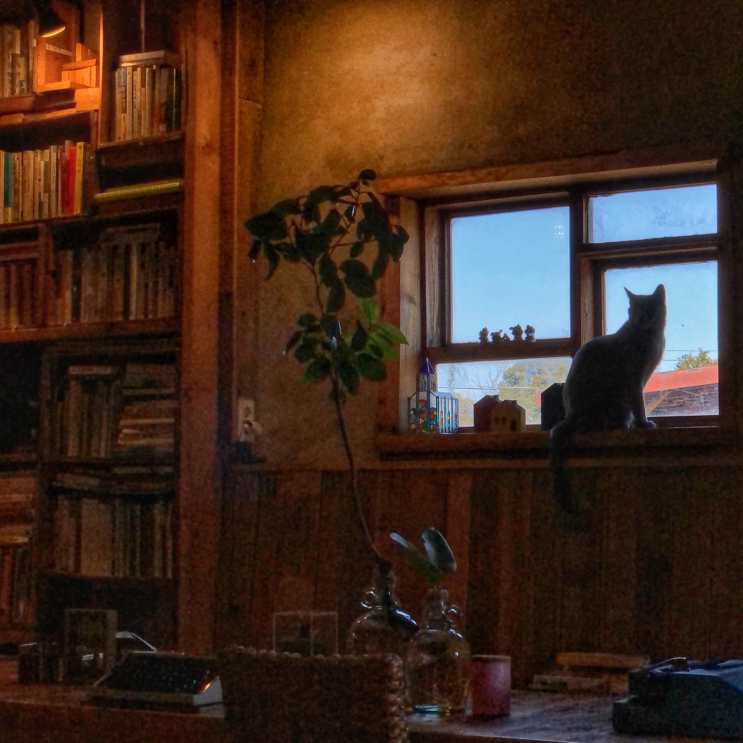 제주도 동쪽 고양이가 있는 조용한 카페 헛간 더반스위트