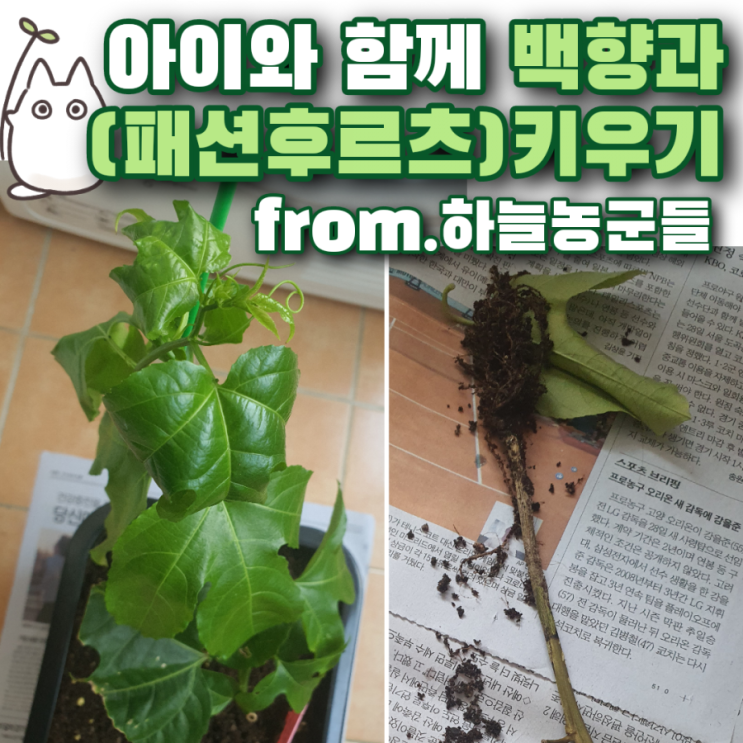  아이와 백향과(패션후르츠)나무 키우기 (과습은 안돼요ㅠㅠ)