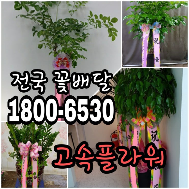  경주 꽃배달서비스 화환배달 화환잘하는 경주꽃집 저렴한가격 화환주문하기 카톡으로 꽃 보내기 간편주문 고속플라워  1800-6530