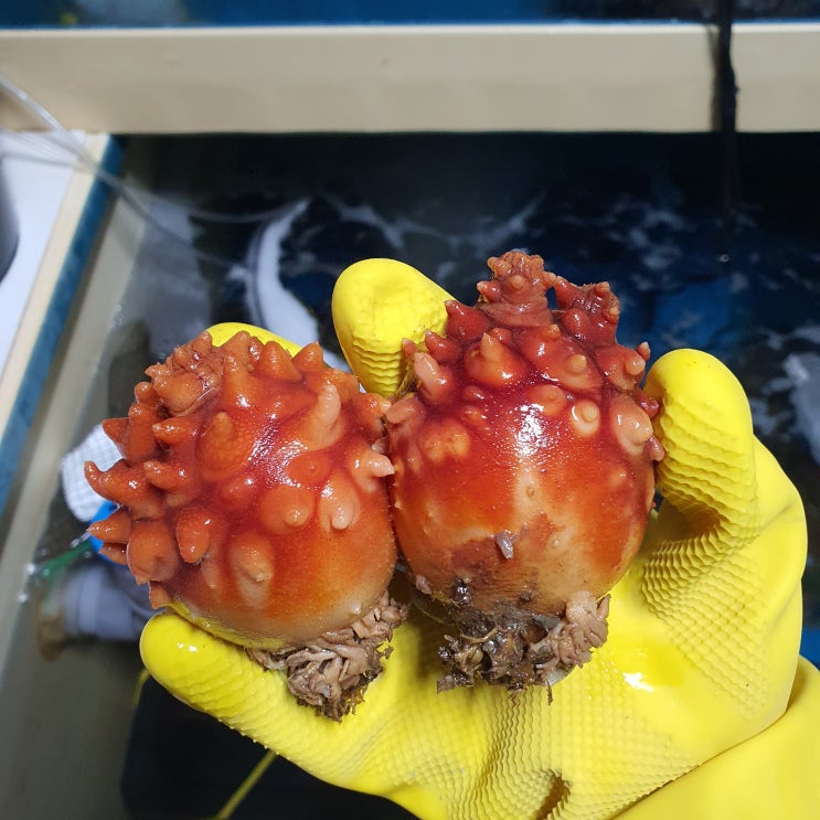  울산 정훈수산 남해안 통영 멍게 판매시작, 멍게먹는법, 멍게비빔밥,멍게젓갈, 제철통영멍게, 울산 멍게 유통전문, 멍게의 효능