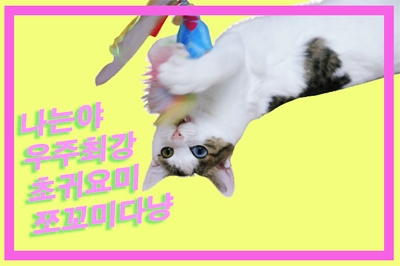  고양이 정수기 살지말지 고민하시는 분들 보세요:)