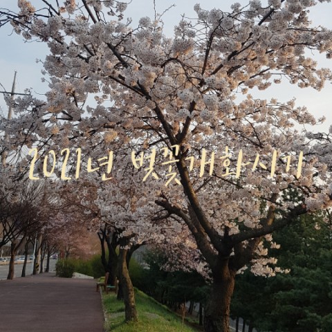  2021년 벚꽃개화시기