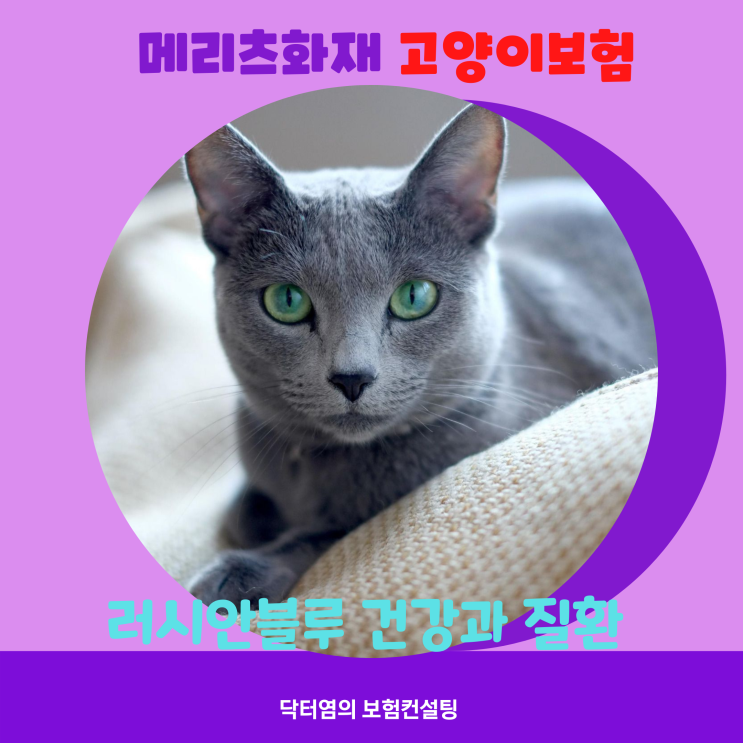  메리츠화재 고양이보험 러시안블루 캣보험료와 펫보험 보장내용은