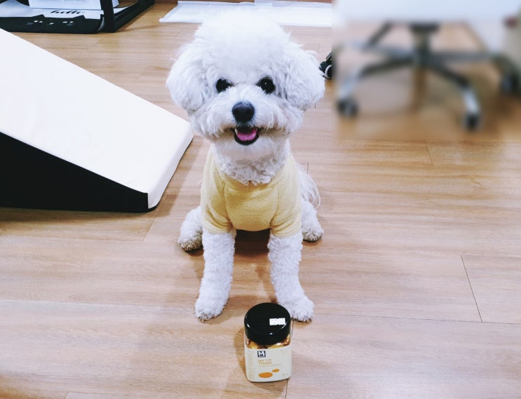 마도로스펫 노른자트릿 강아지 건조간식 추천! 마도로스펫 노른자트릿 강아지 건조간식 추천!