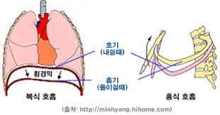 호흡기계구조기능 상부기도종류 방어기전 폐가스교환 간호학해부학공부