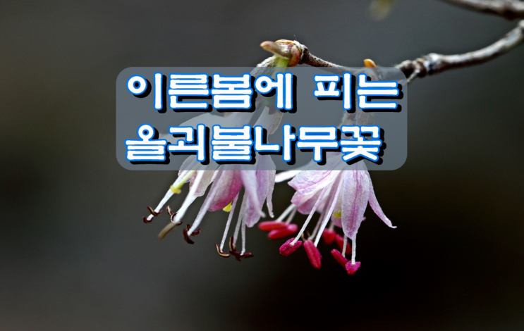 이른봄에 피는 올괴불나무꽃 이른봄에 피는 올괴불나무꽃