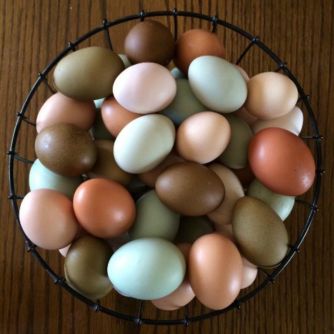 계란의 색은 닭의 색깔에 따라 다르다