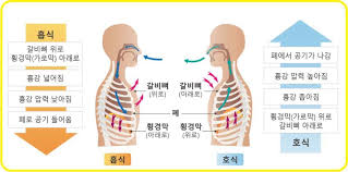 간호학 폐 가스교환원리 확산분압 산소운반포화도 호흡영향요인