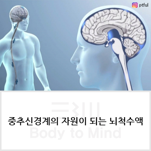  중추신경계의 자원이 되는 뇌척수액