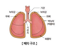 호흡단계 가스교환원리 횡격막늑간근 폐용적용량 호기흡기 간호생리학공부