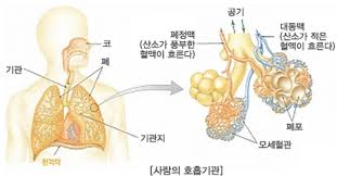 간호학 호흡종류 이산화탄소조절중추 산소농도 연수역할 호흡곤란