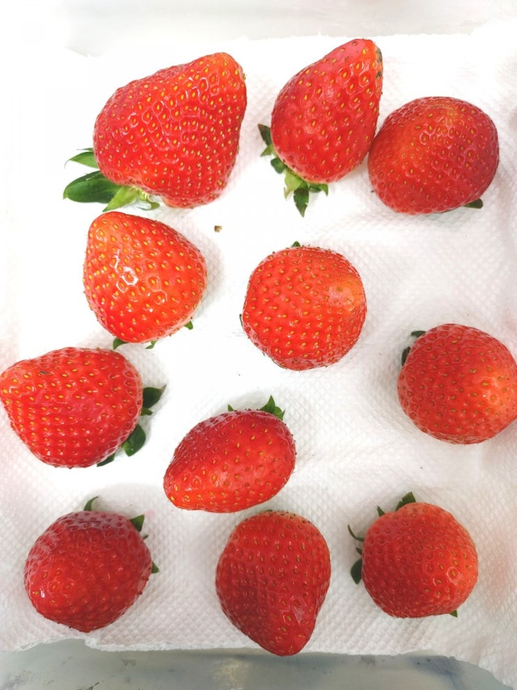[정보] 딸기 보관방법 • 씻는법, 손질방법, 꿀팁까지! 한방에ㅋㅋㅋ