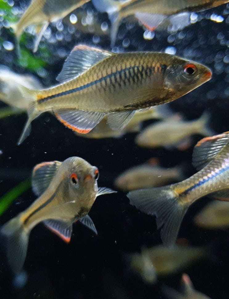  떡납줄갱이 (Rhodeus notatus)