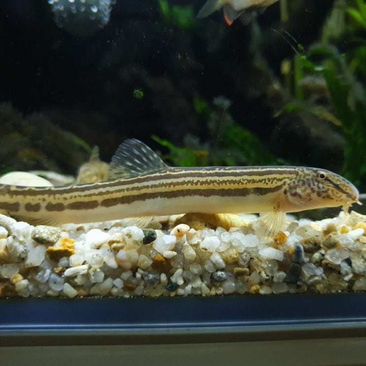  점줄종개 (Cobitis lutheri)