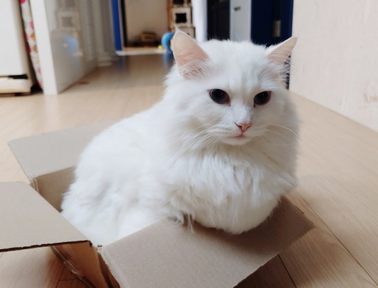 고양이는 어떤 박스 크기를 좋아할까??
