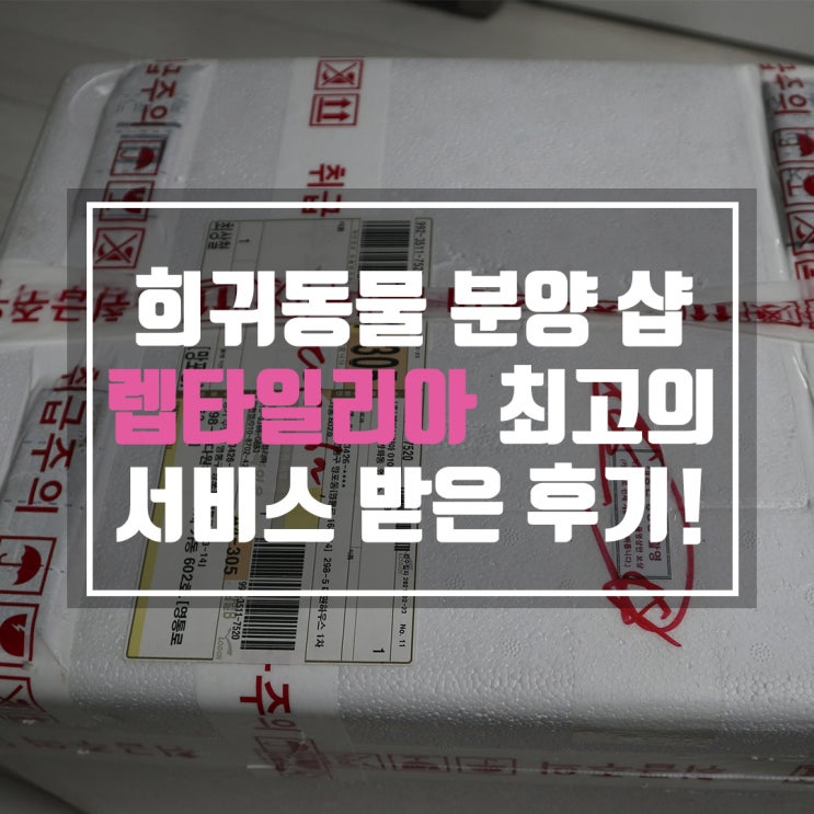  렙타일리아에서 최고의 서비스를 받았습니다