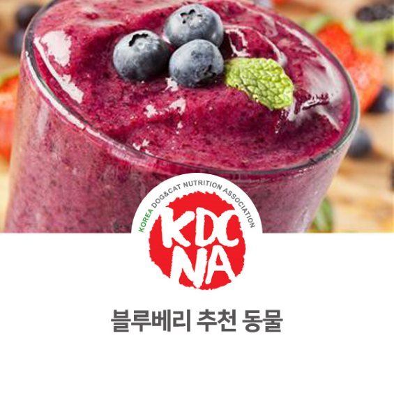  [익산애견수제간식/전주/군산/대전/나주/한국반려동물영양협회/강아지자연식/펫영양사] 나의반려 정유경 강사가 알려주는 블루베리 추천 동물_744