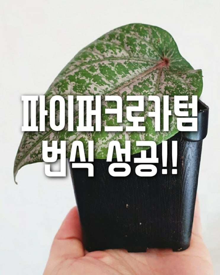  파이퍼크러카텀 물꽂이 정식