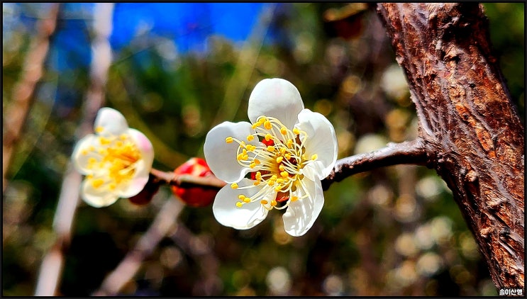  전주 봄이 오는 길목에서 ~ 청매화.백매화,산수유꽃