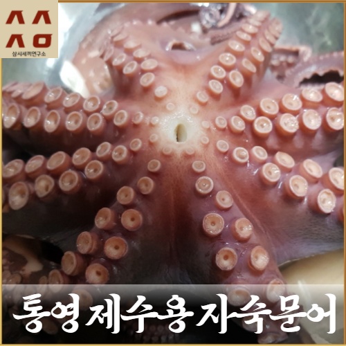 선호도 높은 삼시세끼연구소 최상급 제수 용 돌 문어 통영문어 제사상문어 자숙 2kg 1.5kg 1kg, 제수용 통영 문어 1kg 1마리 추천해요 선호도 높은 삼시세끼연구소 최상급 제수 용 돌 문어 통영문어 제사상문어 자숙 2kg 1.5kg 1kg, 제수용 통영 문어 1kg 1마리 추천해요