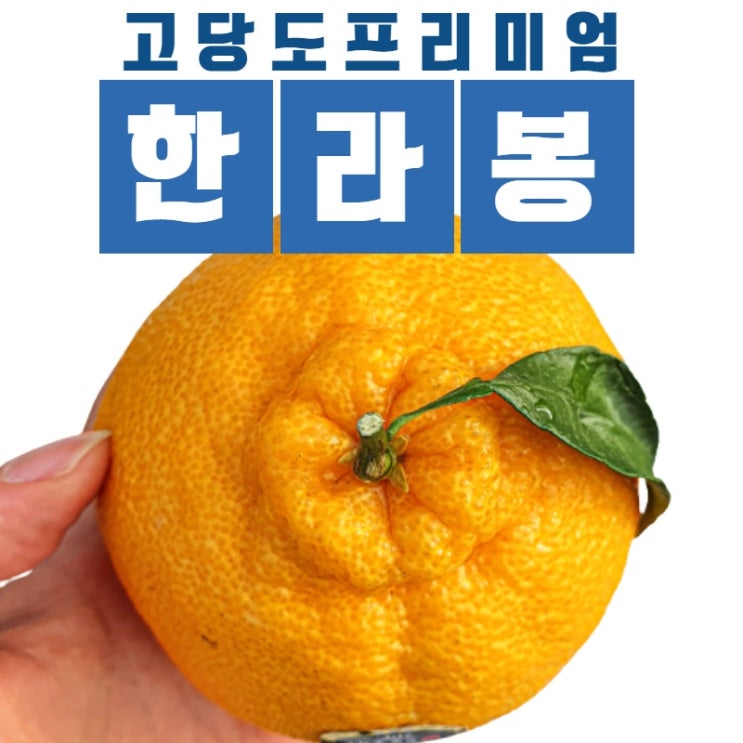 구매평 좋은 제주 화산토 재배 한라봉 천혜향 레드향 3kg 5kg 10kg 선물세트, 3KG 선물용 (중대과) 추천해요