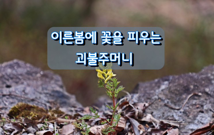 이른봄에 꽃을 피우는 괴불주머니 이른봄에 꽃을 피우는 괴불주머니
