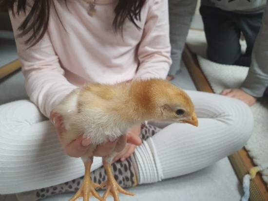  집에서 병아리부화해서  병아리키우기 9일차 성장스토리입니다.   
