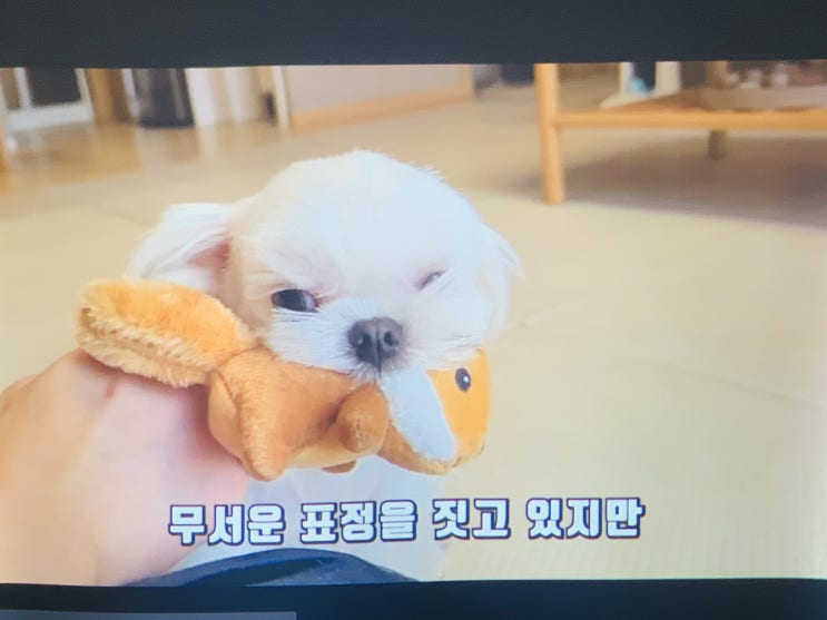  강남구청역 빌라 거실로 가정용빔프로젝터 TV 설치