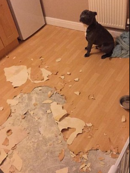  반려동물 강아지 고양이 키우면 전세 집주인에게 이야기해야할까?- 임대인에게 미리 고지 합시다.