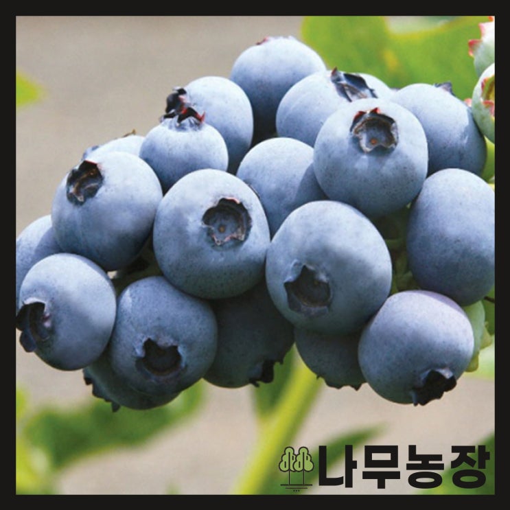 인기있는 (나무농장) (평일당일발송) 블루베리묘목 14종 특선 - 3년생 포트, 엘리자베스 3년포트 좋아요 인기있는 (나무농장) (평일당일발송) 블루베리묘목 14종 특선 - 3년생 포트, 엘리자베스 3년포트 좋아요