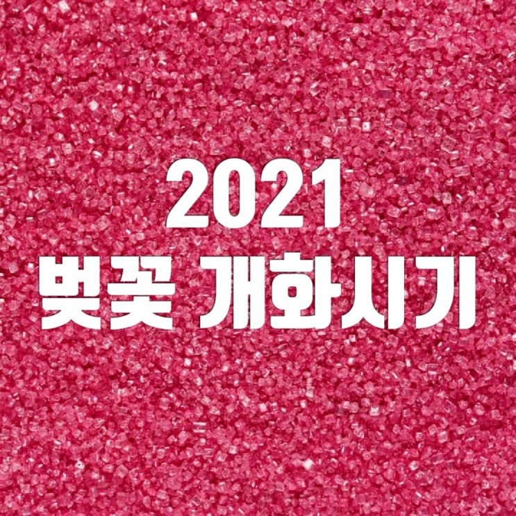 2021 벚꽃 개화시기 축제도 드라이브 드루
