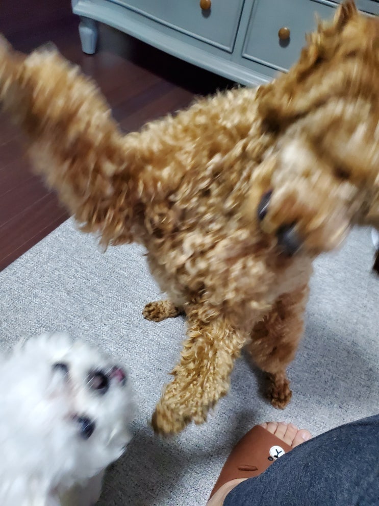  같이놀자개~!!