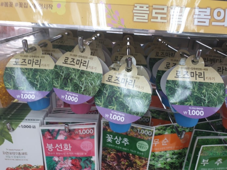  다이소 식물키우기, 씨앗입니다.
