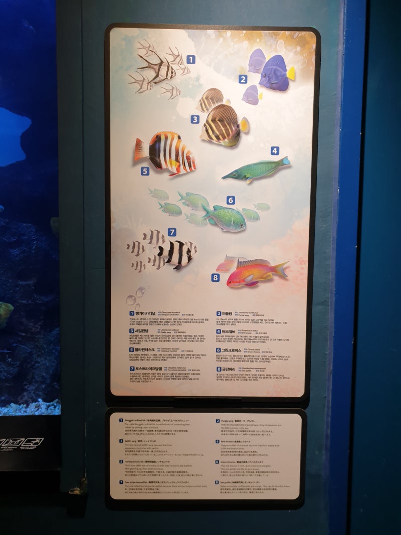 한국 수족관 도장깨기 3 : 대구 아쿠아리움 : 네이버 블로그, image size:800x1067